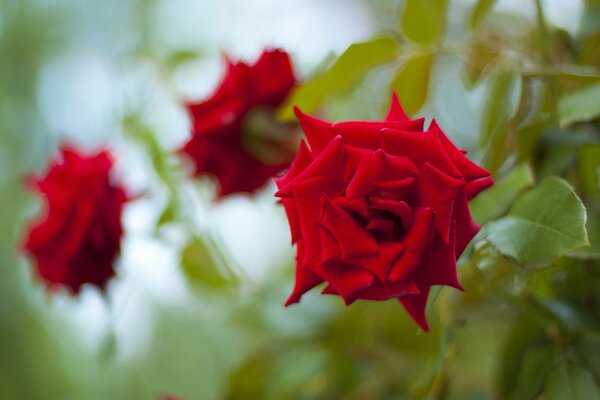 Rosas rojas. Primer plano