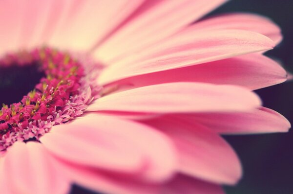 Hermosa pintura delicada flor rosa