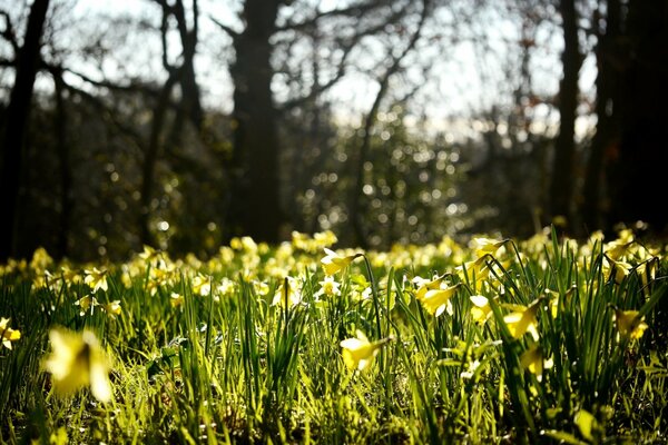 A glade of daffodils in the wilderness