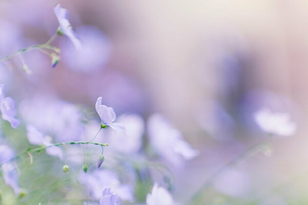 Fleurs violettes douces sur fond flou