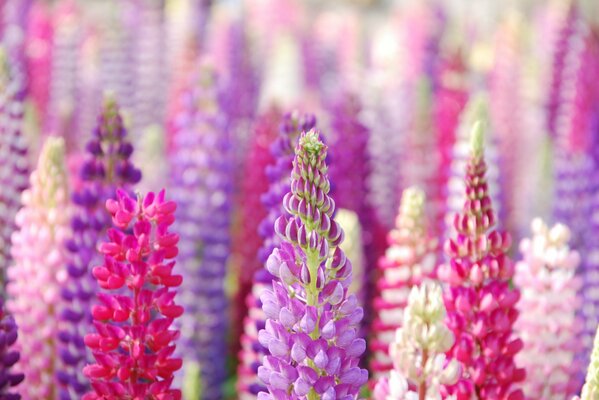 Pink, blue, purple flowers