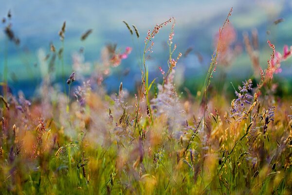 Feldblumen. Makroaufnahme