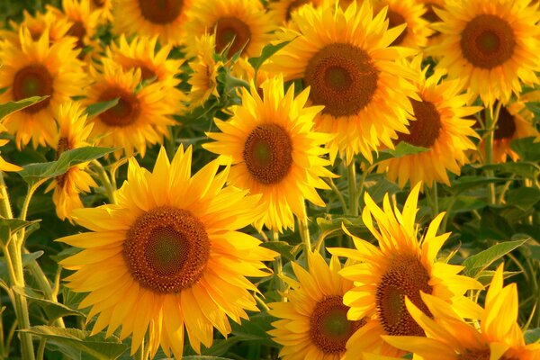 Girasoli gialli di lusso al sole