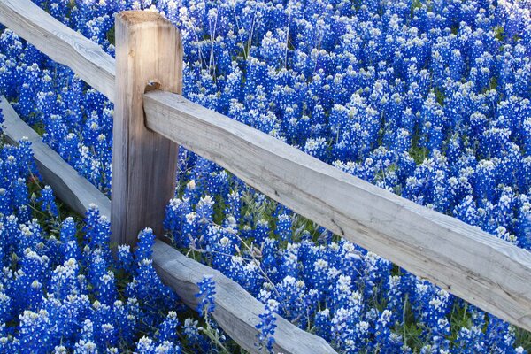 Un campo de hermosas flores azules