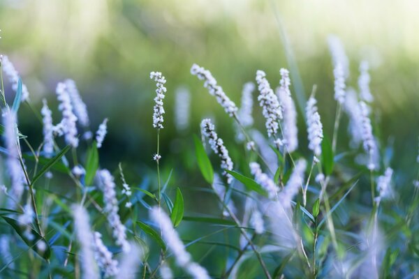 Blooming lavender on a background of green grass