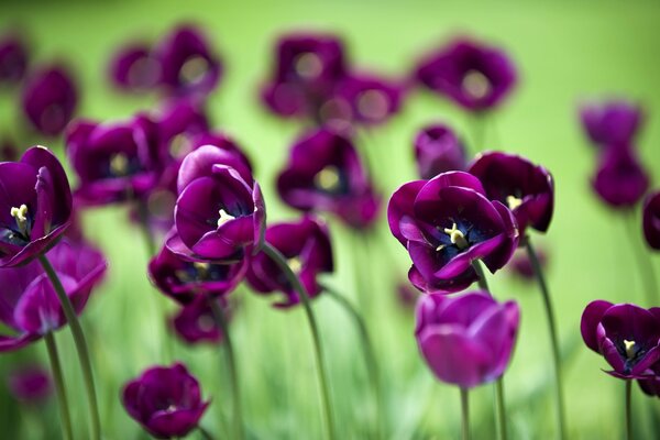 Beau fond d écran d ordinateur avec des tulipes