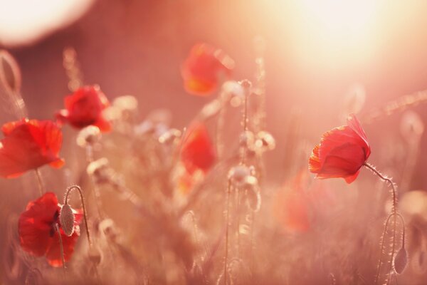 Wild red poppies in a clearing