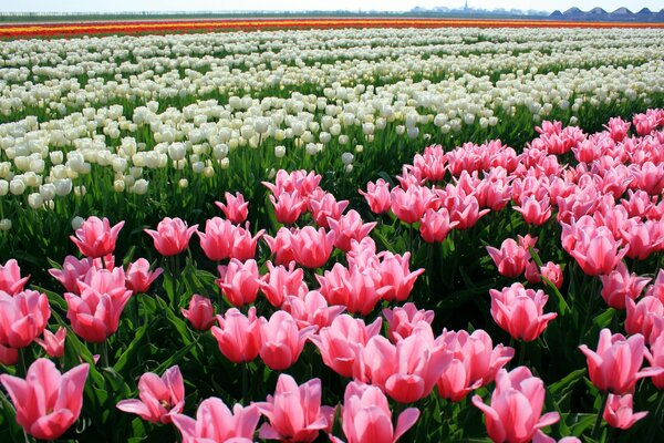 Piantagione di tulipani di diversi colori