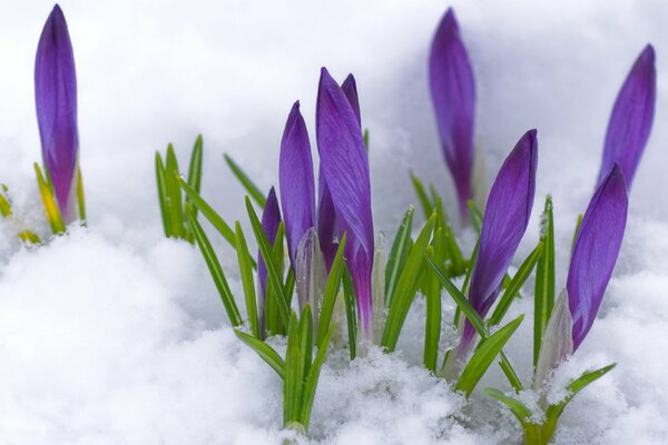 Purple buds peek out from under the snow