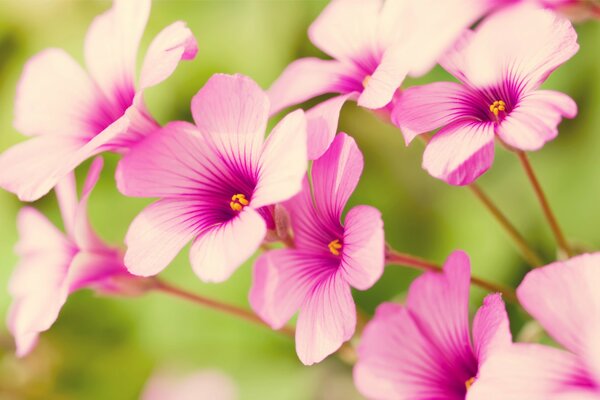 Pink delicate flowers as if posing