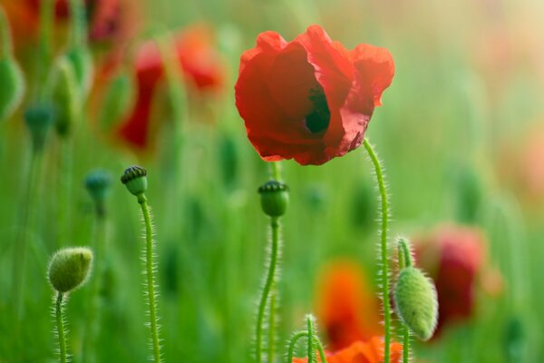 Amapolas rojas detrás de la luz del sol