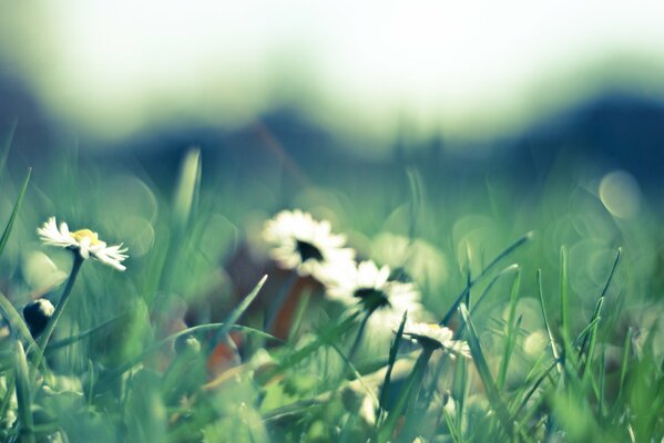 White daisies in blurred greenery