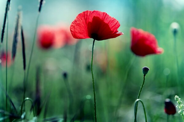 Wonderful poppies in a foggy area