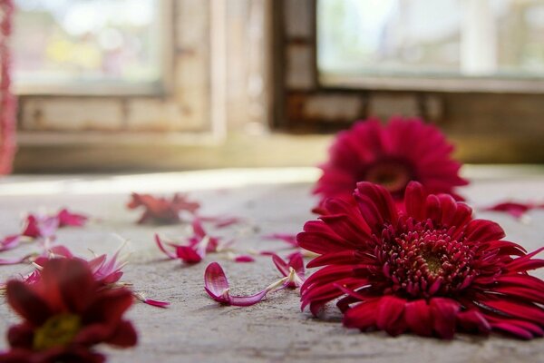 Red Herbert on the floor with petals