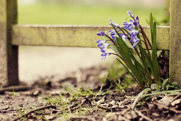 Blue flowers at the fence on autumn foliage