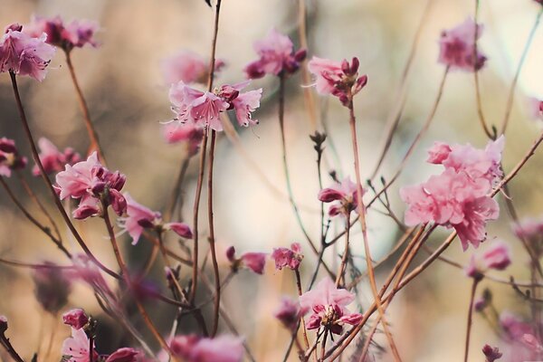 Fiori rosa sull albero. Riprese macro