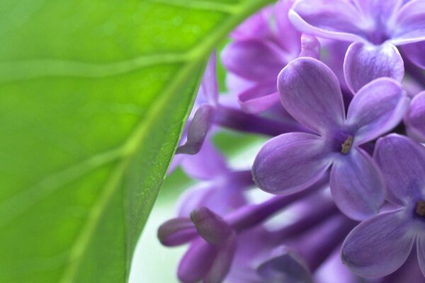 Primavera fiorisce lilla Macro