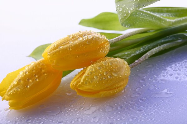 Tulipes jaunes juteuses brillantes dans la rosée