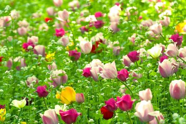 Blühendes Feld mit bunten Tulpen