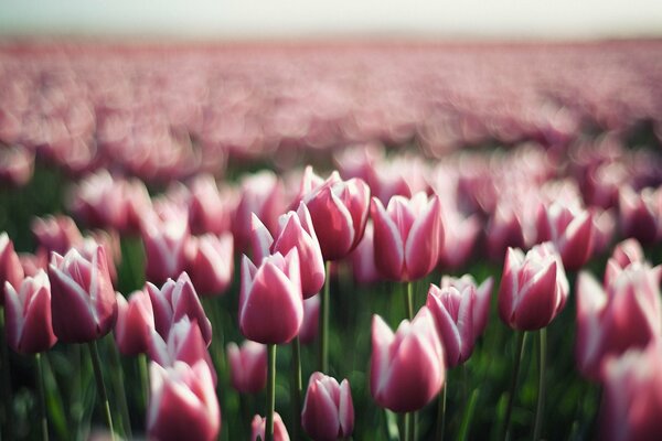 Beautiful spring meadow of tulips