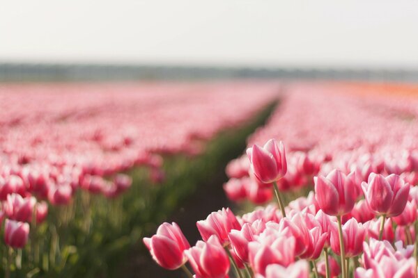 Champ d été de tulipes roses et un chemin parmi eux