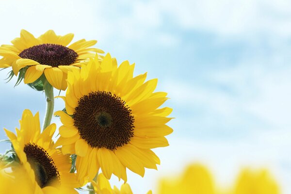 Helle Sonnenblumen fangen die Strahlen der Augustsonne ein