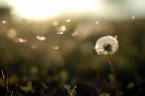 Light dandelion at sunset