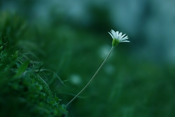 Fleur solitaire dans l herbe verte