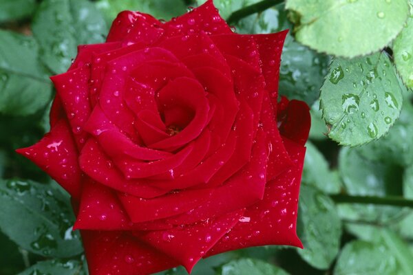 Rose rouge avec des gouttes de rosée sur les pétales