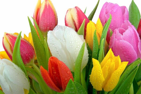 Drops of water on the leaves and flowers of a tulip