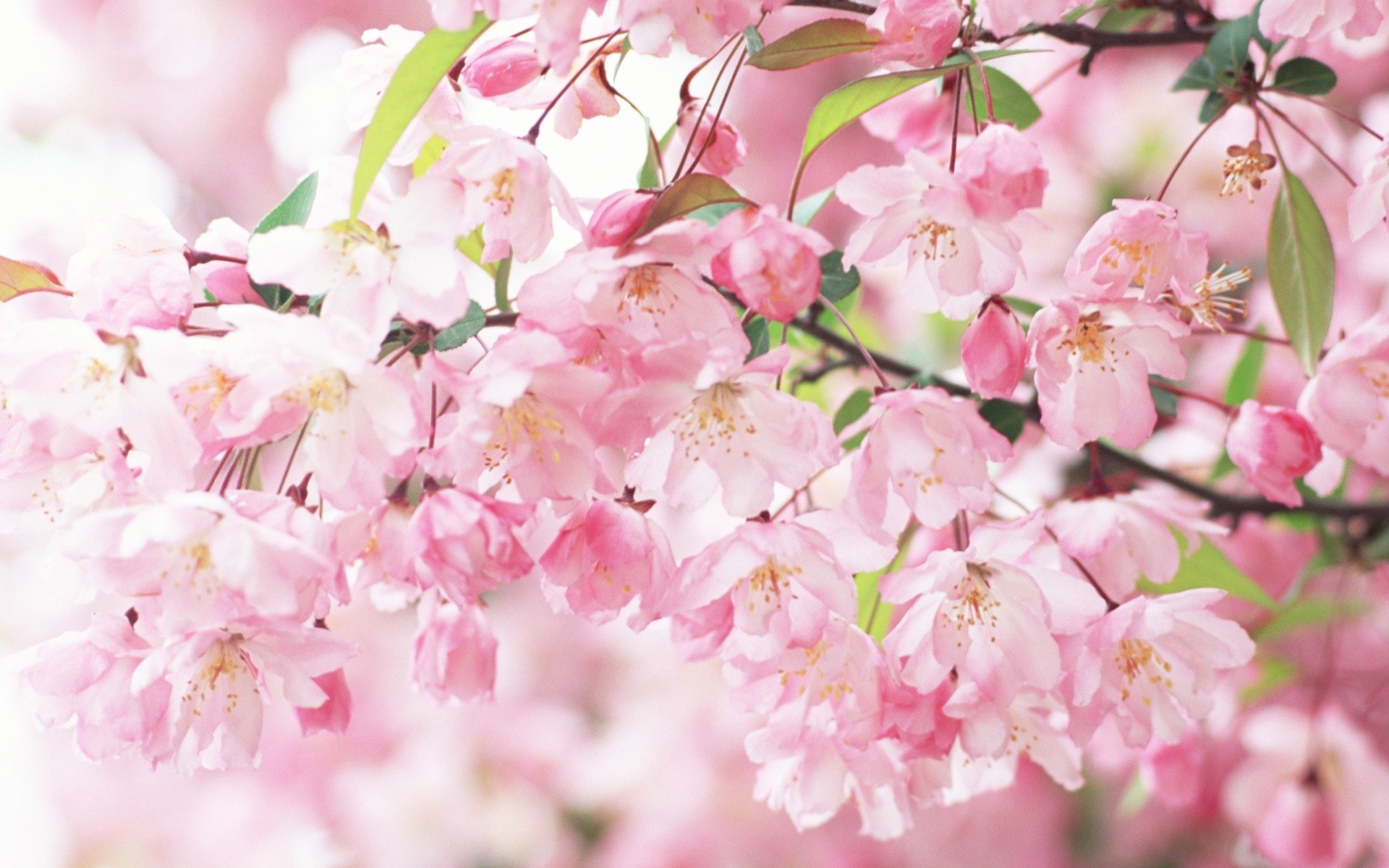 akura bloom petals pink branch spring