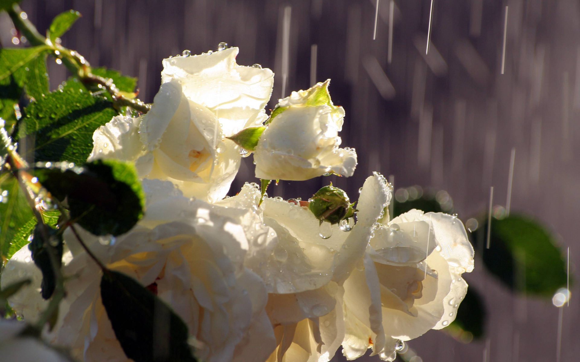 roses blanc bourgeons bouquet pluie eau gouttes