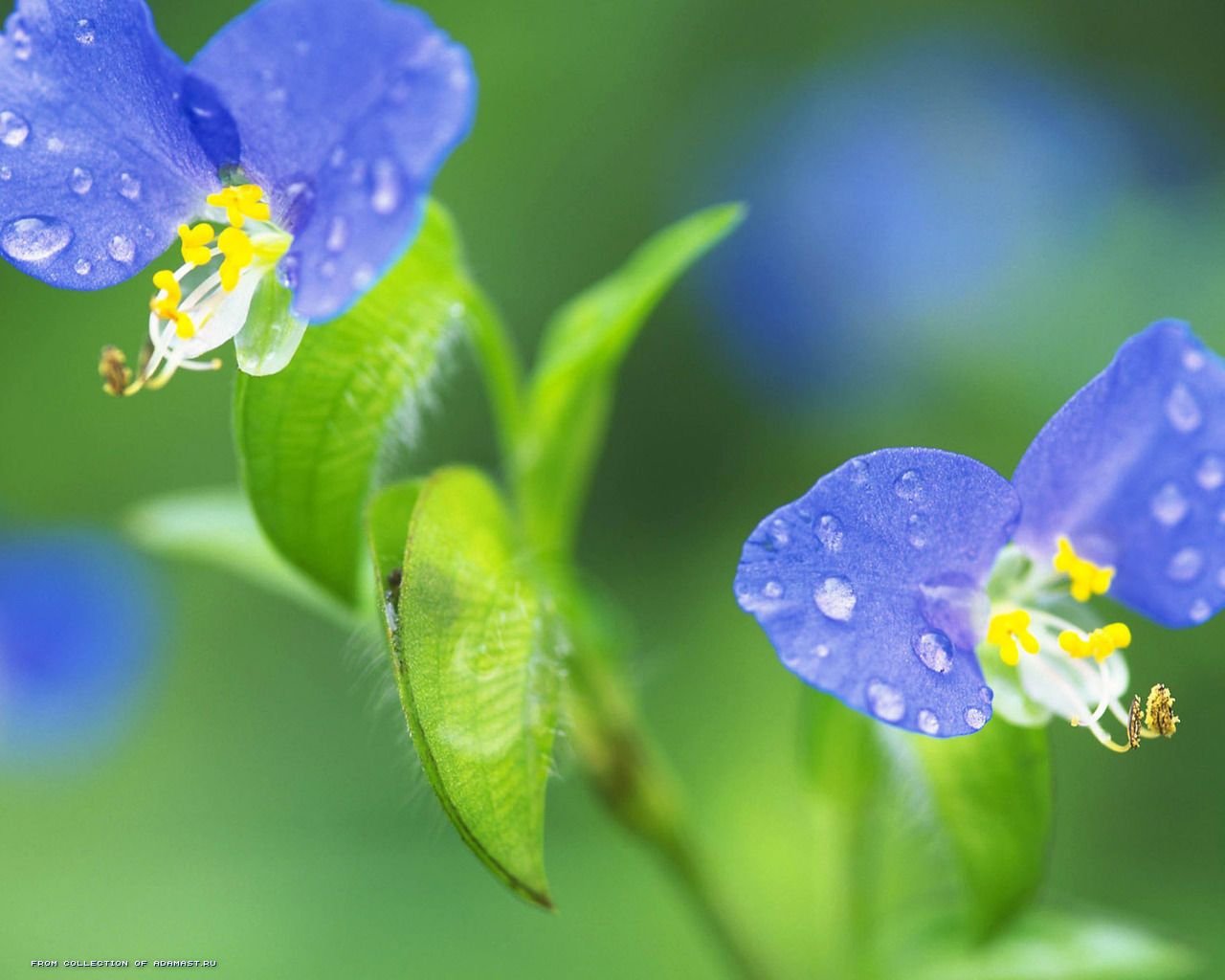 flor-semitsvetik naturaleza oasis