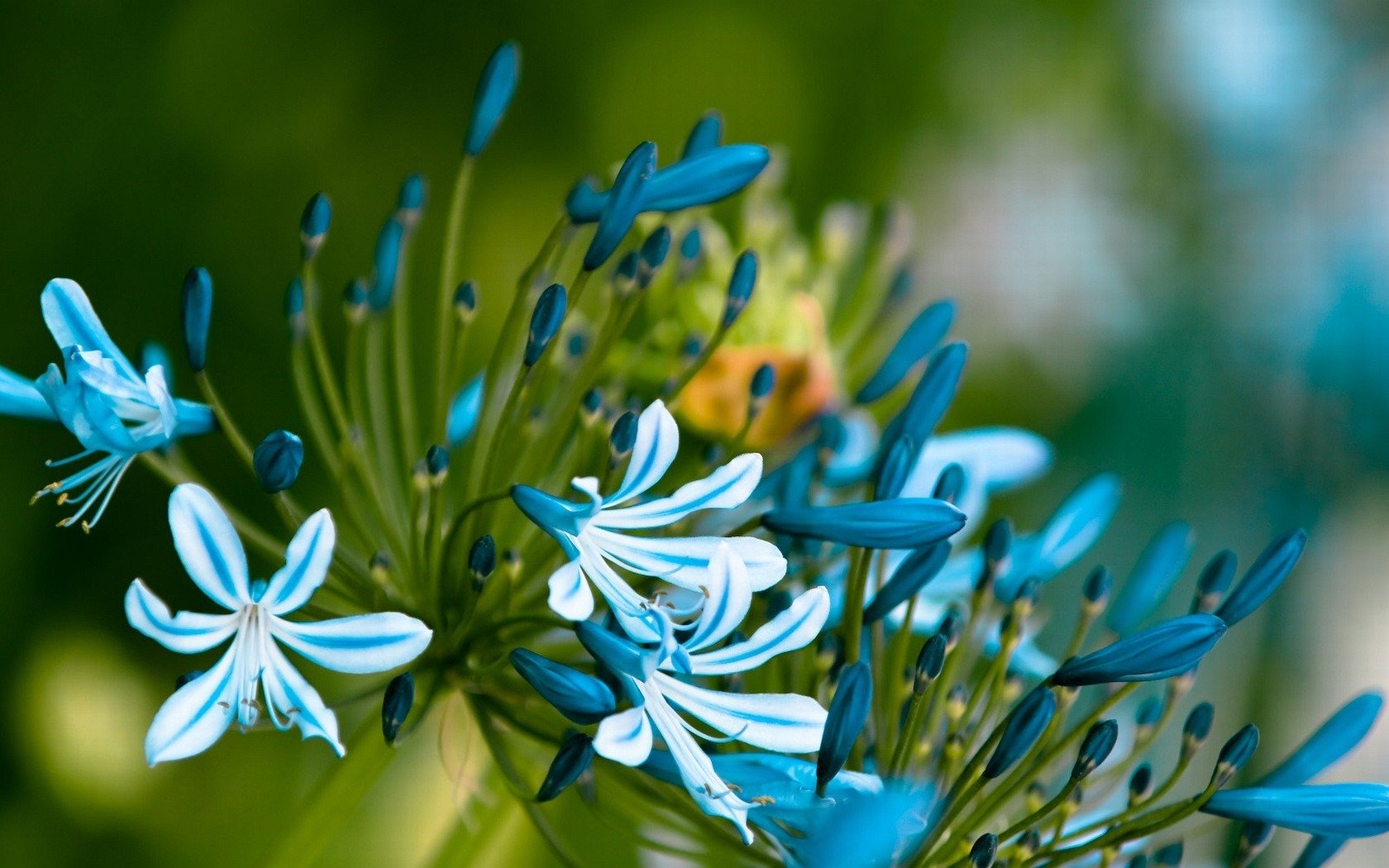 blau blumen stamm blätter blütenblätter knospen makro