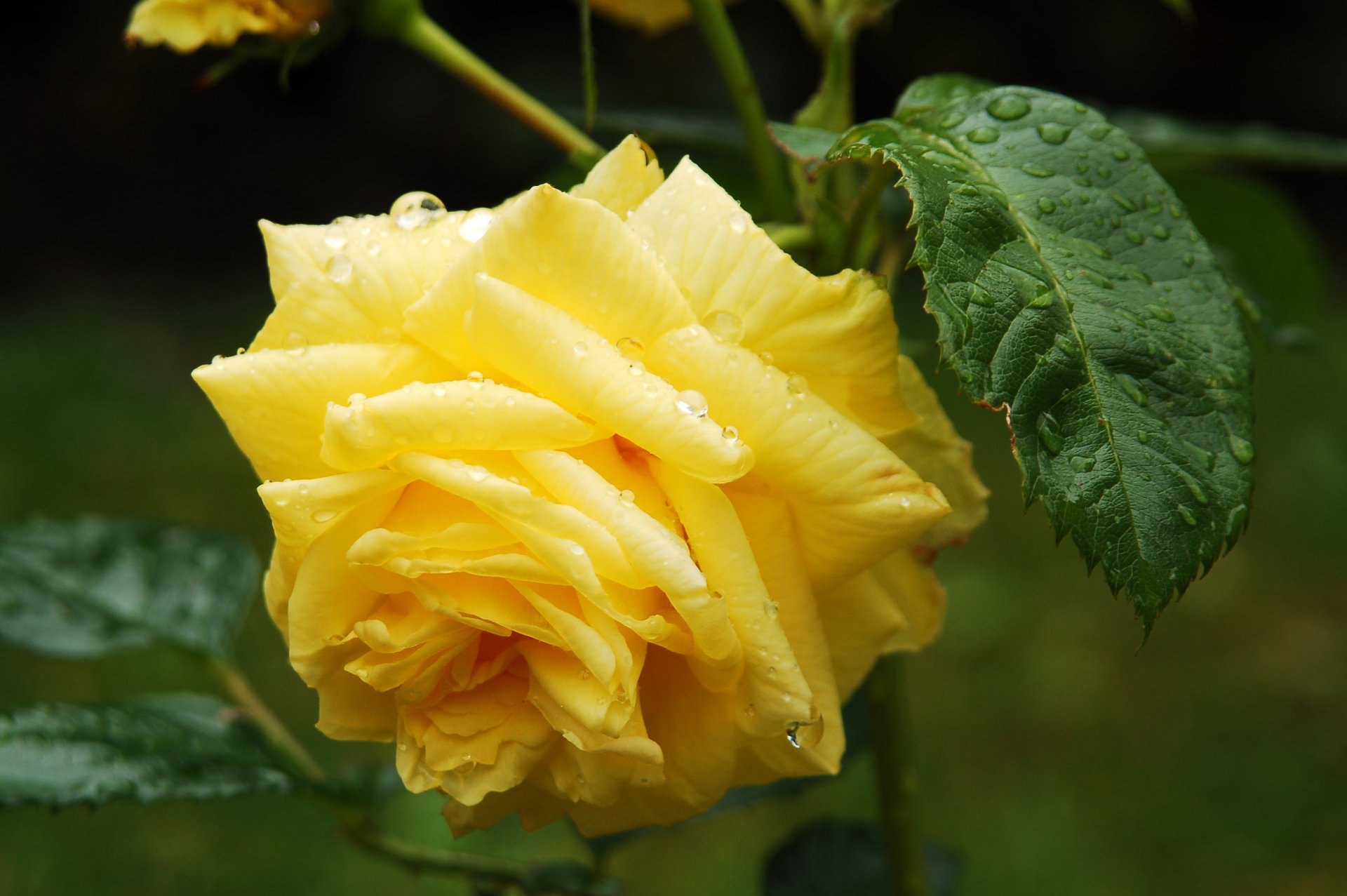 rose giallo rugiada gocce foglie fiore