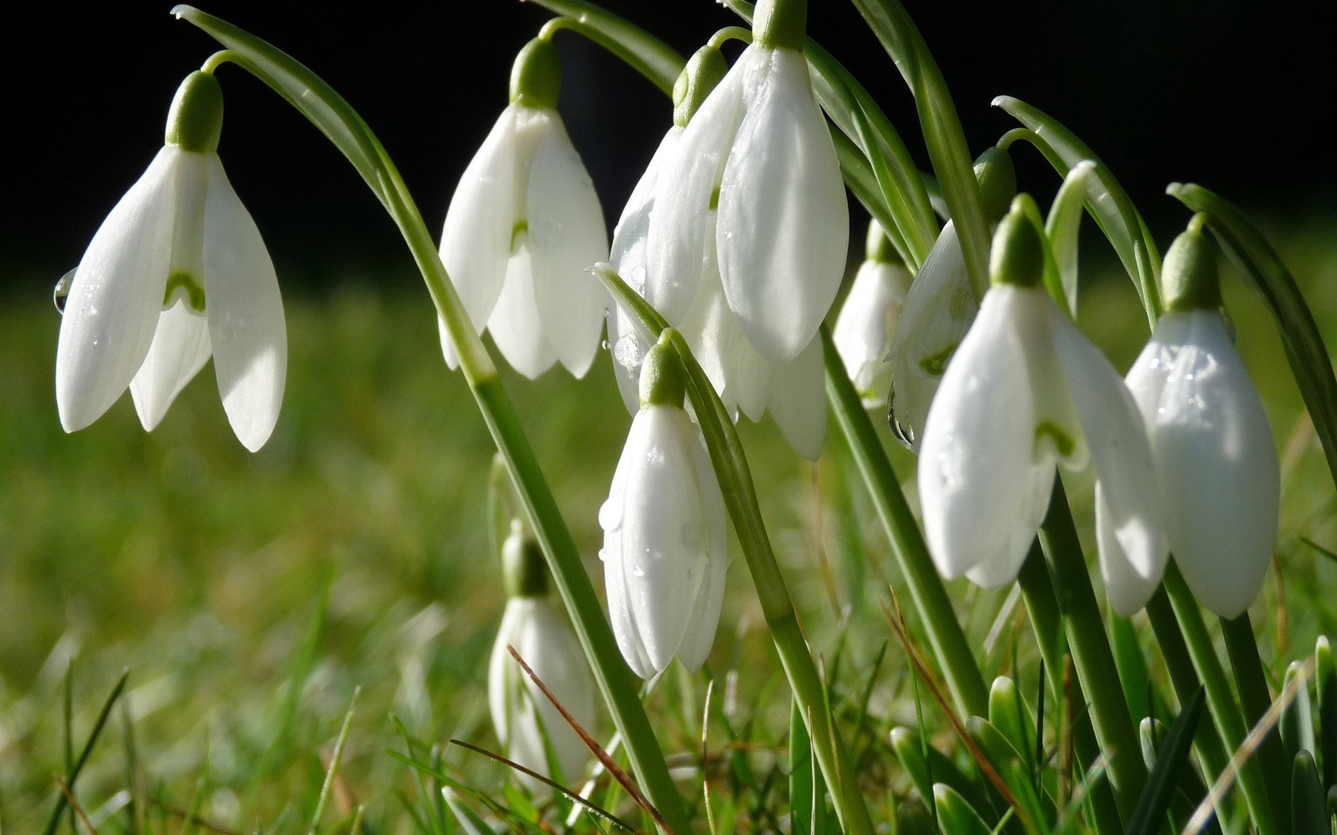 campanillas de invierno flores hierba gotas rocío primavera macro