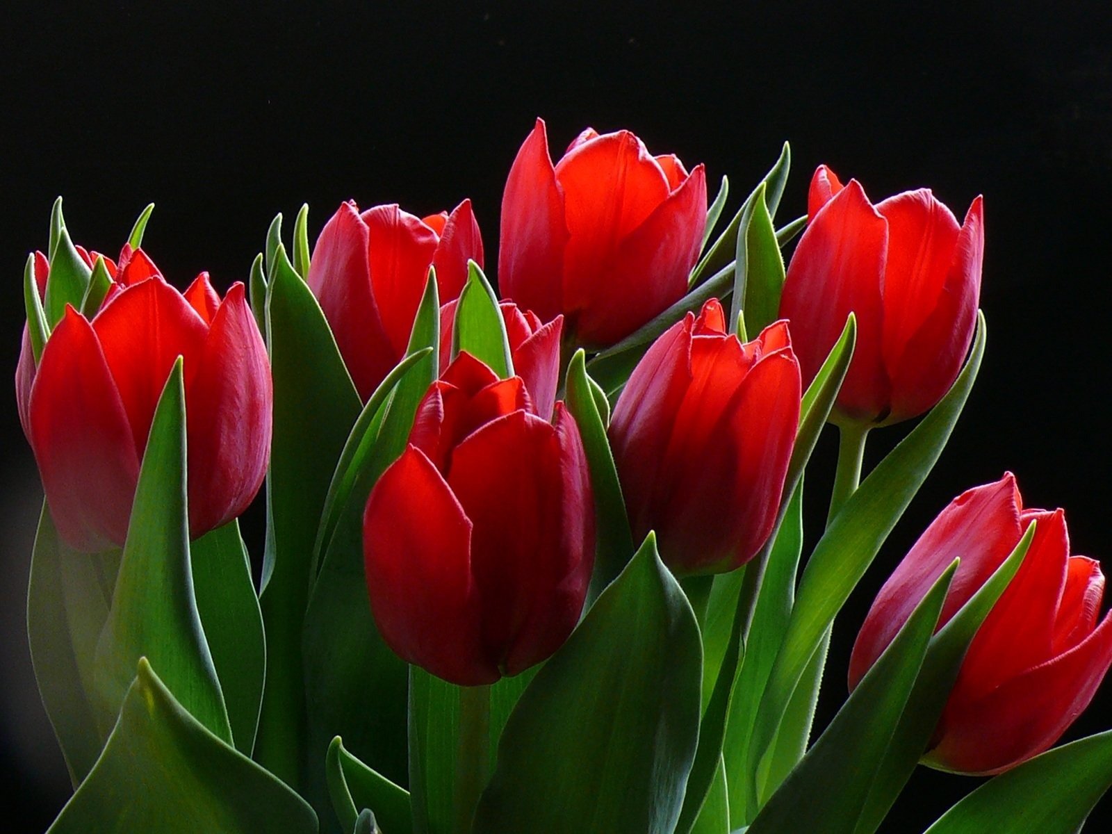 tulips red many