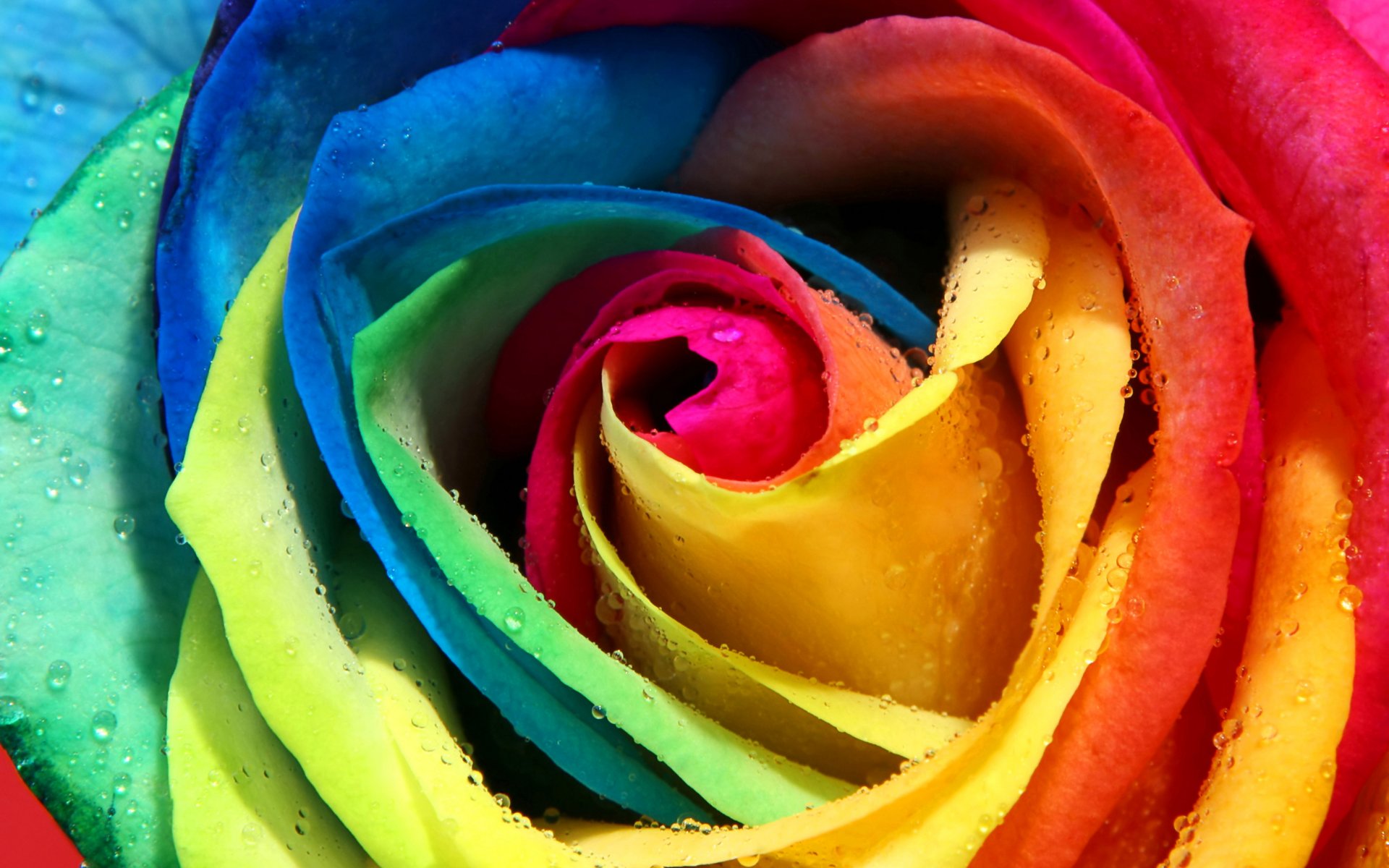 rosa multicolore arcobaleno petali bocciolo rugiada