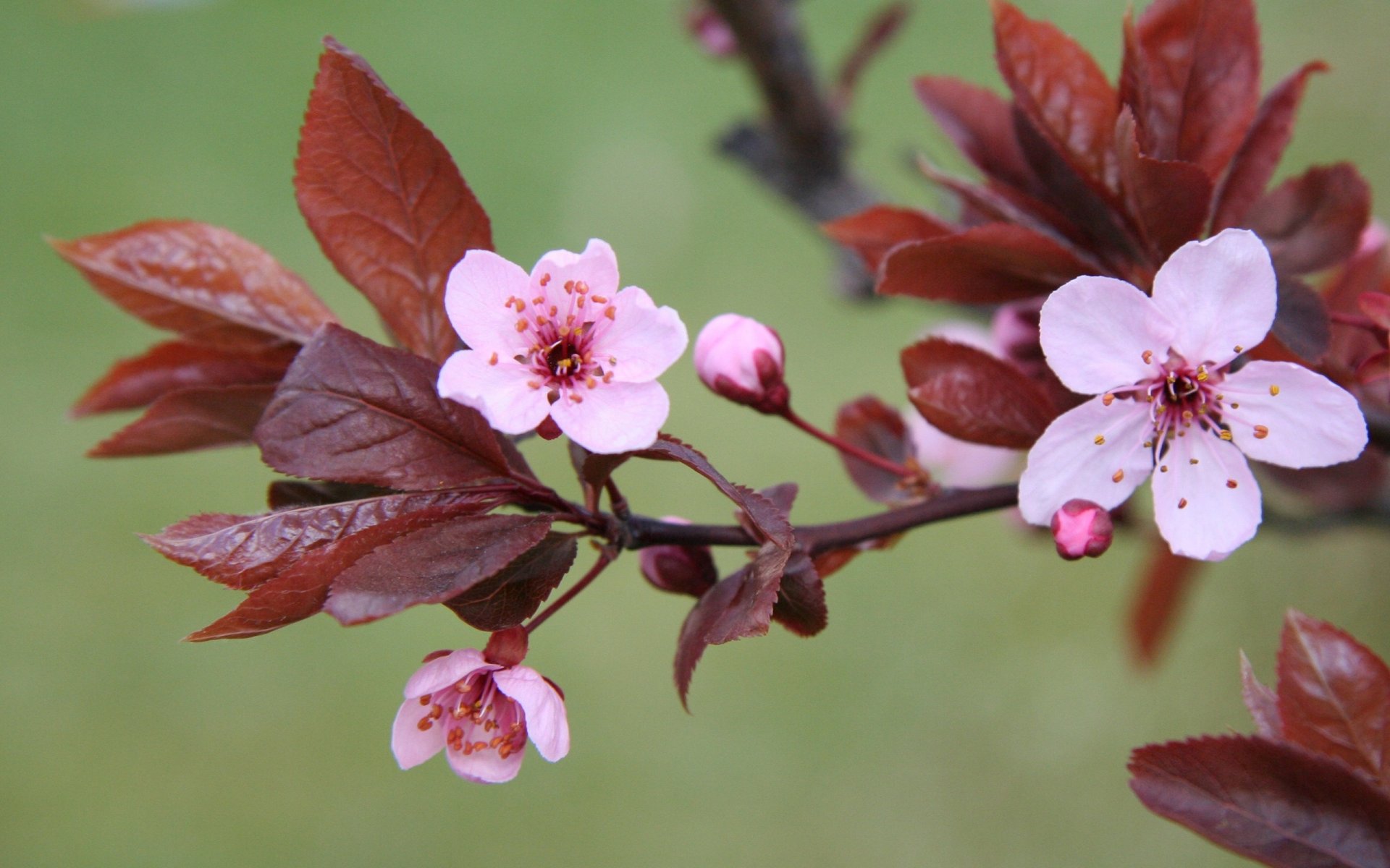 cherry cherry blossoms bloom branch leaves . flower flower pink green background spring nature plants close up