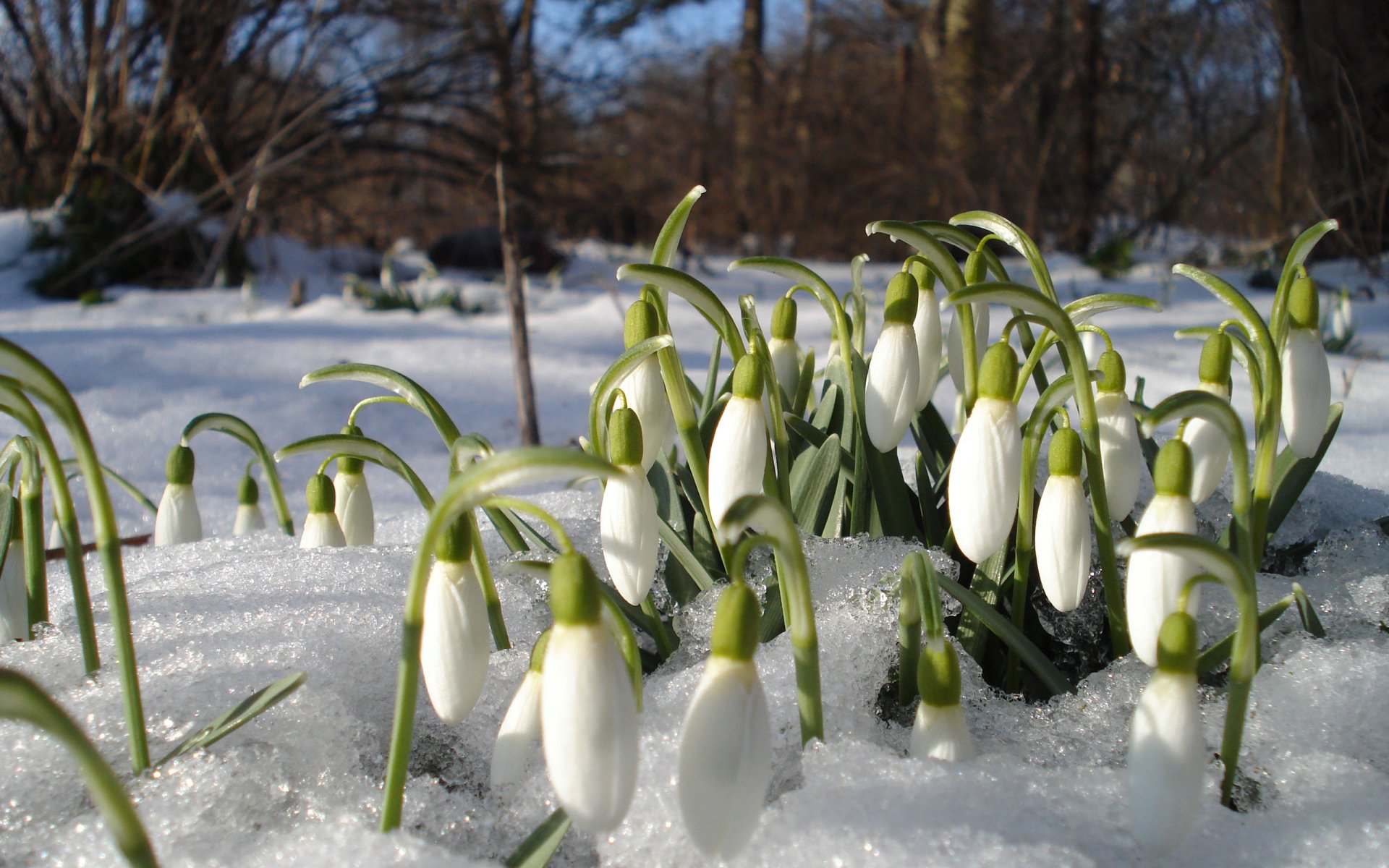 primavera protali fiori primule calore umore