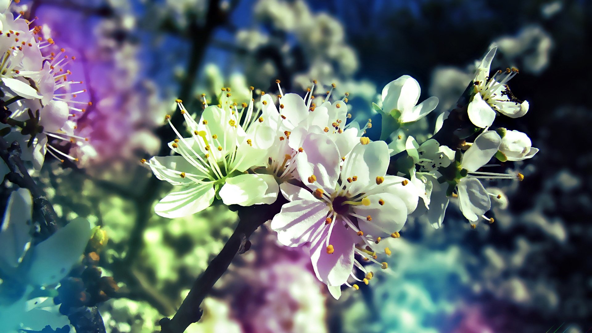 gradiente árbol primavera