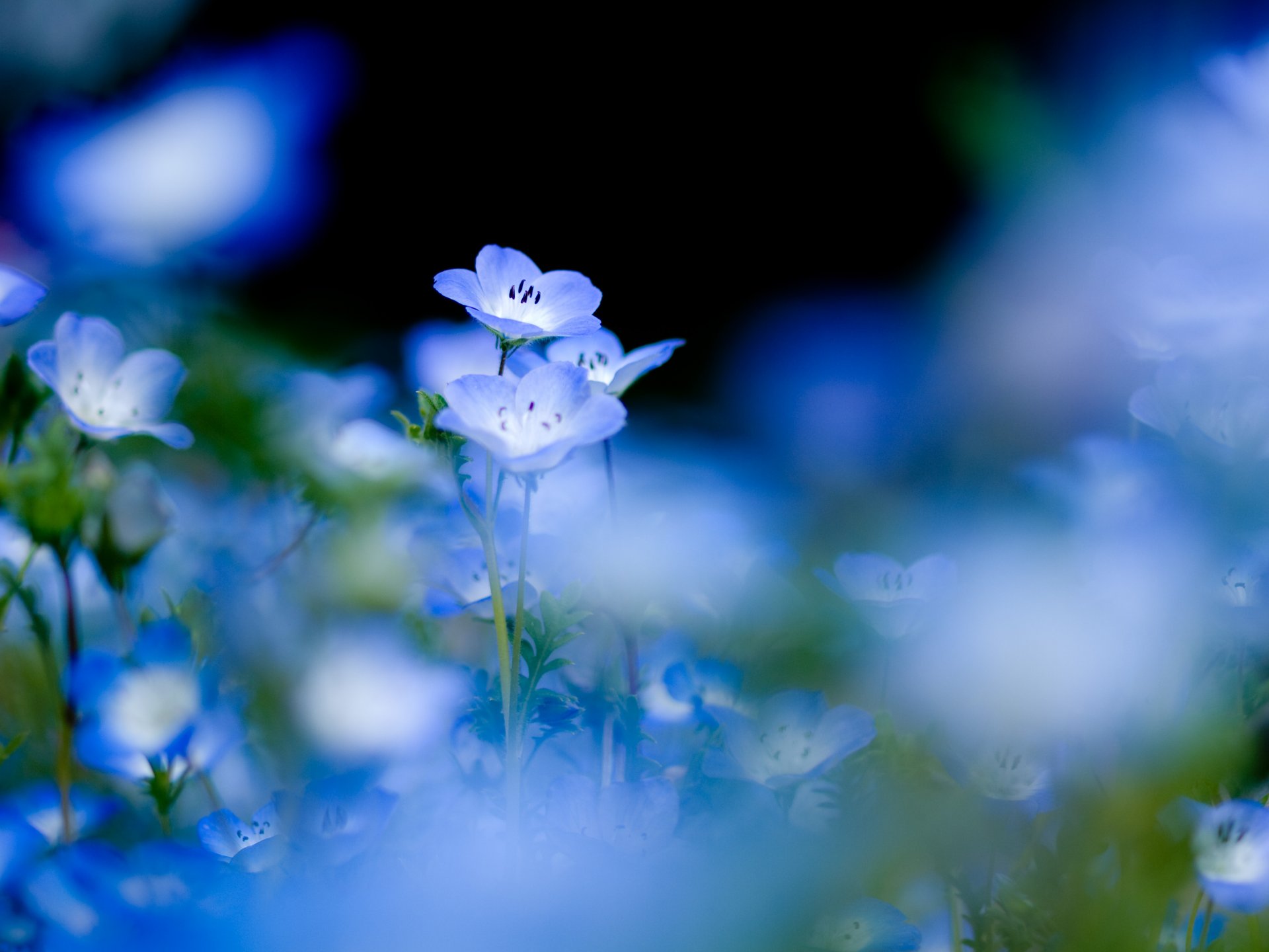 flowers blue blue plants nature tenderness black background