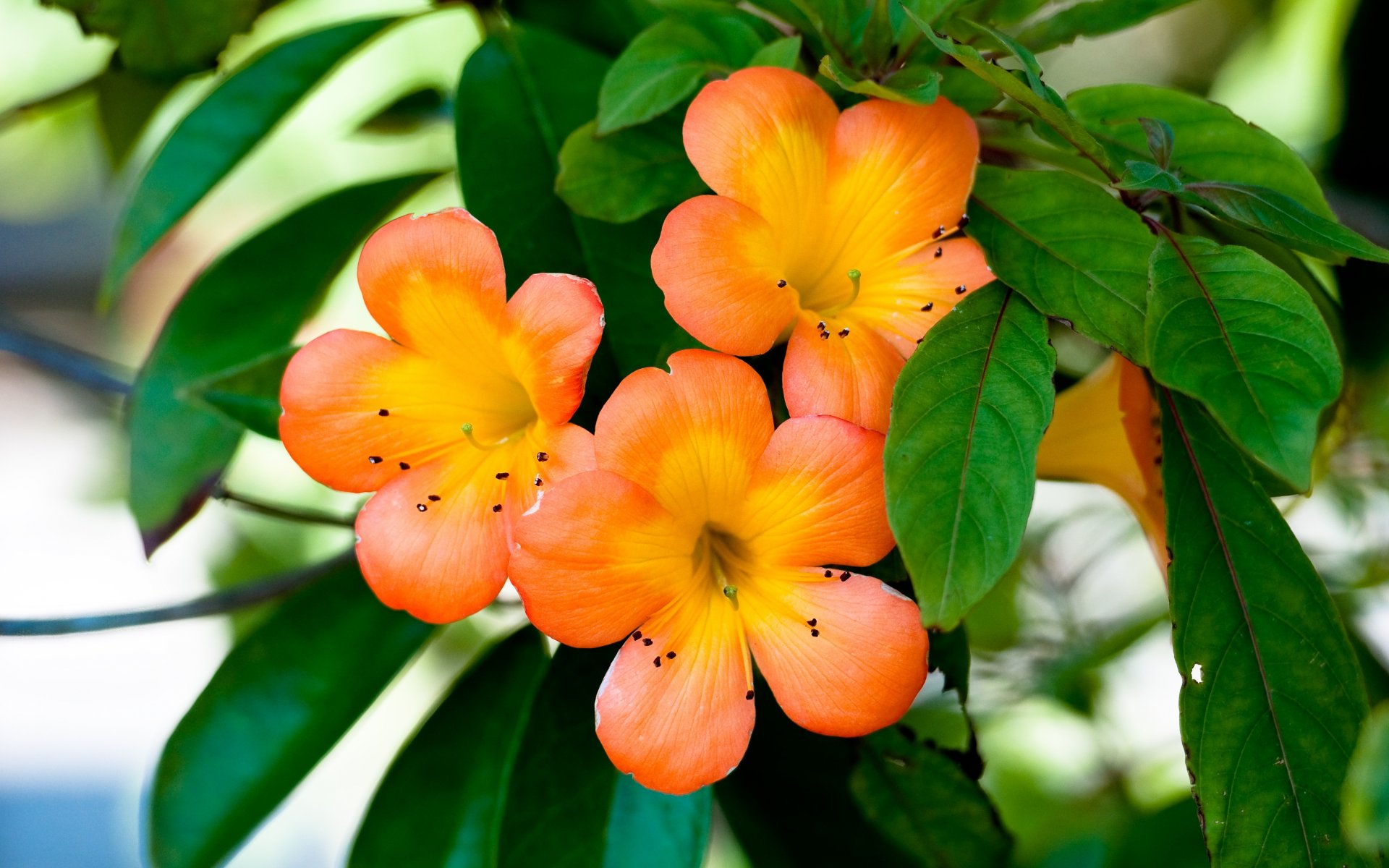 fleurs d oranger pétales plante fleurs