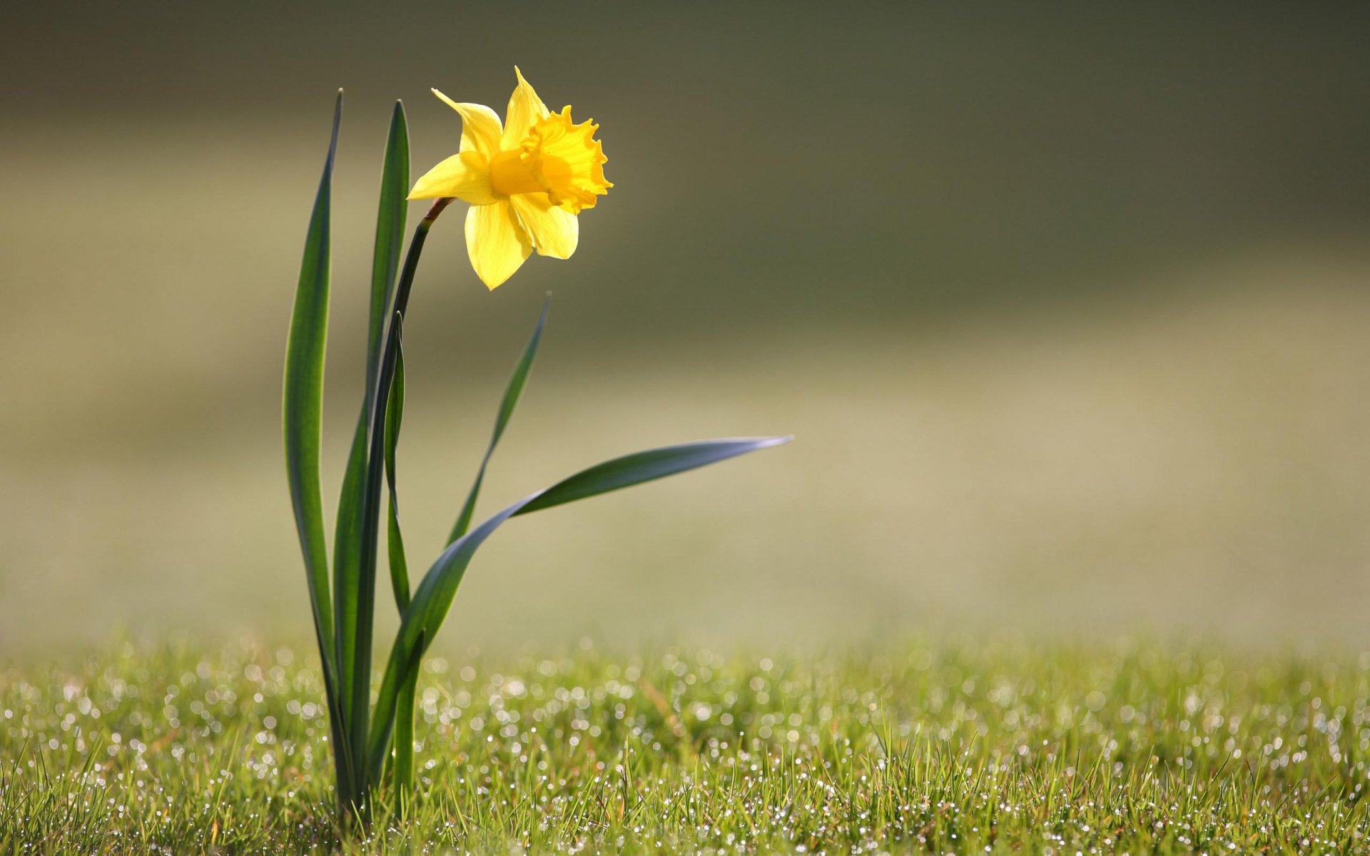 fleurs herbe nature