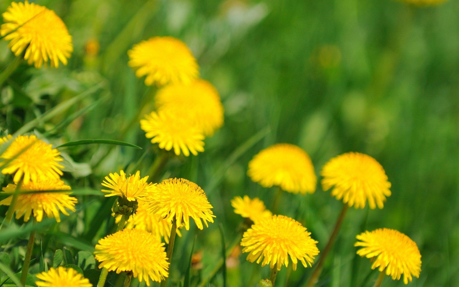 blooming dandelions spring