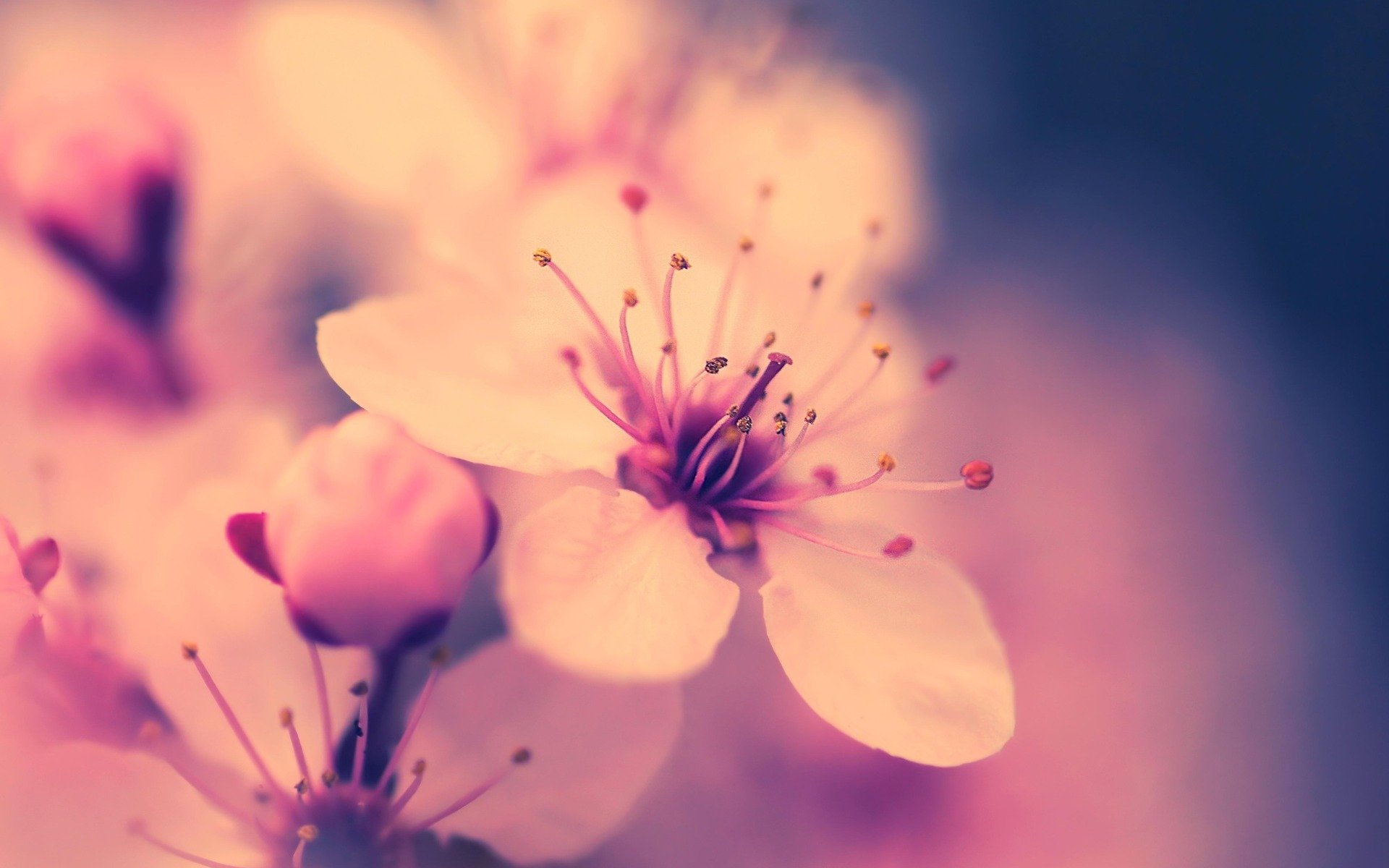 macro flor cereza sakura rosa primavera floración