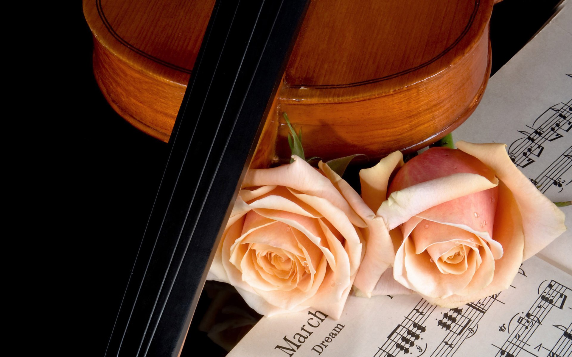 violin music roses notes beauty