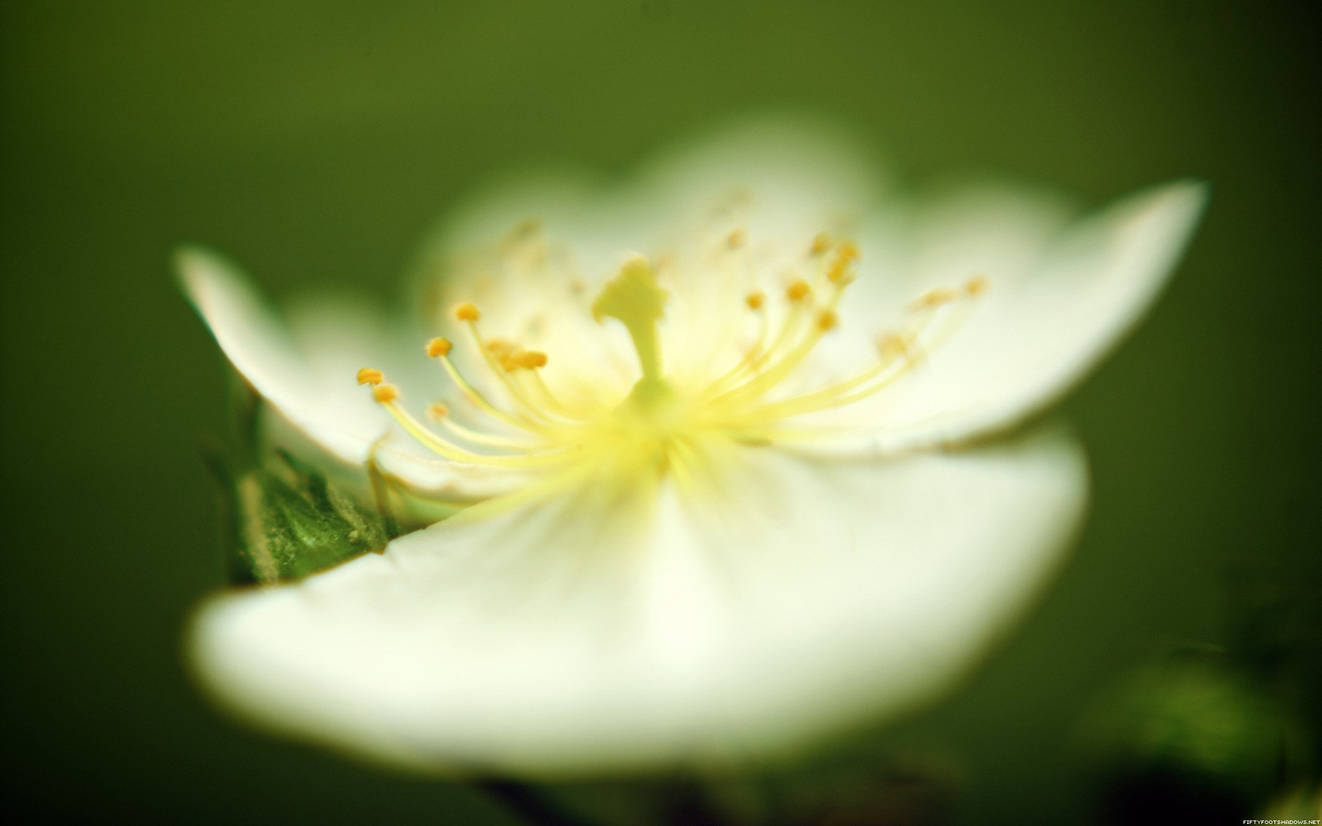 ende versucht ende blüte