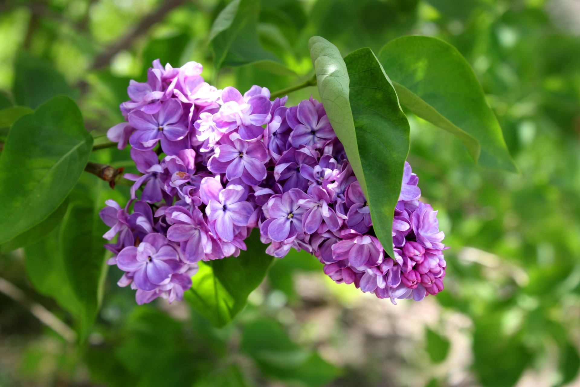 lilas grappe feuilles fleurs verts