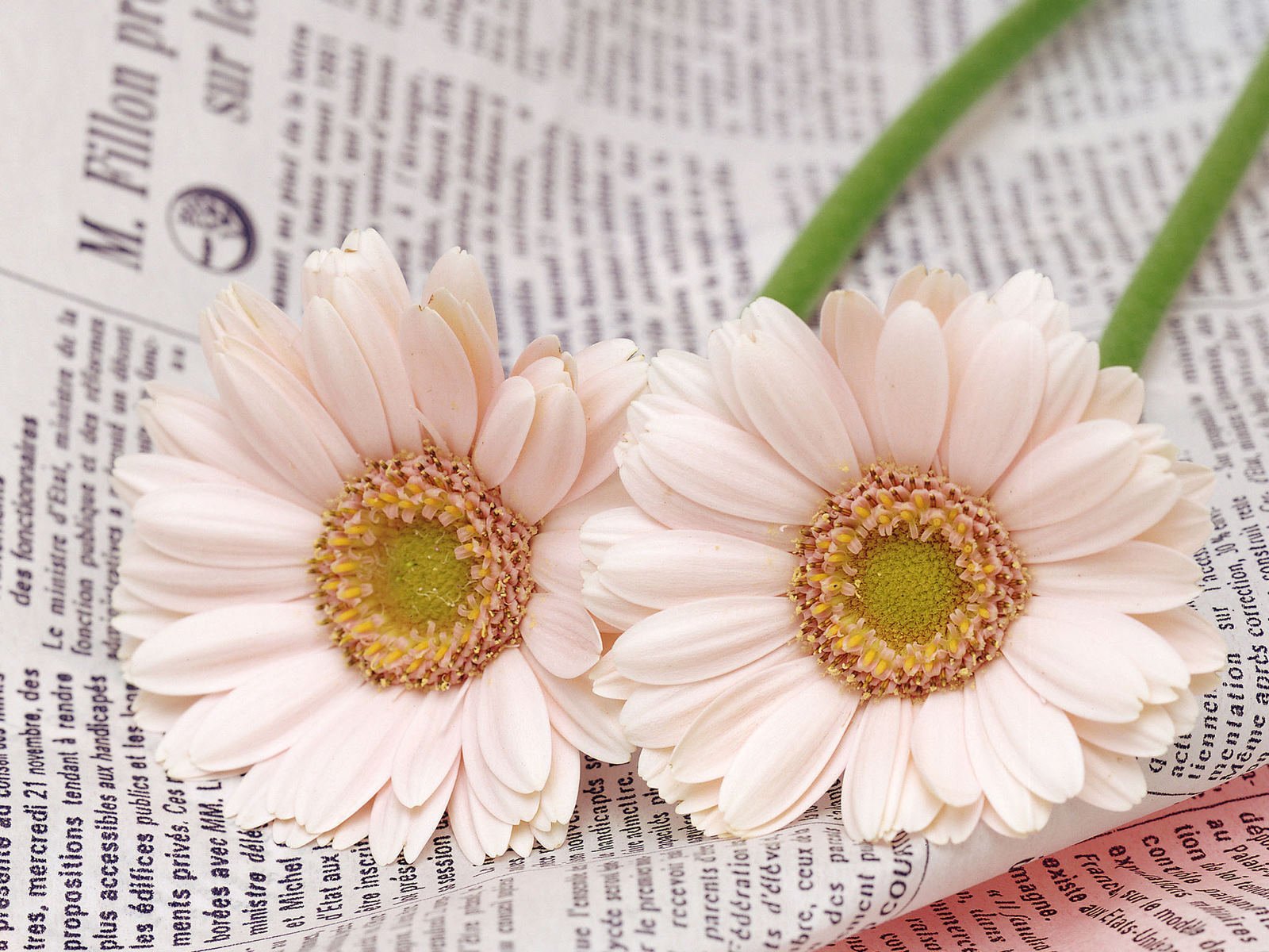 two white flower newspapers close up